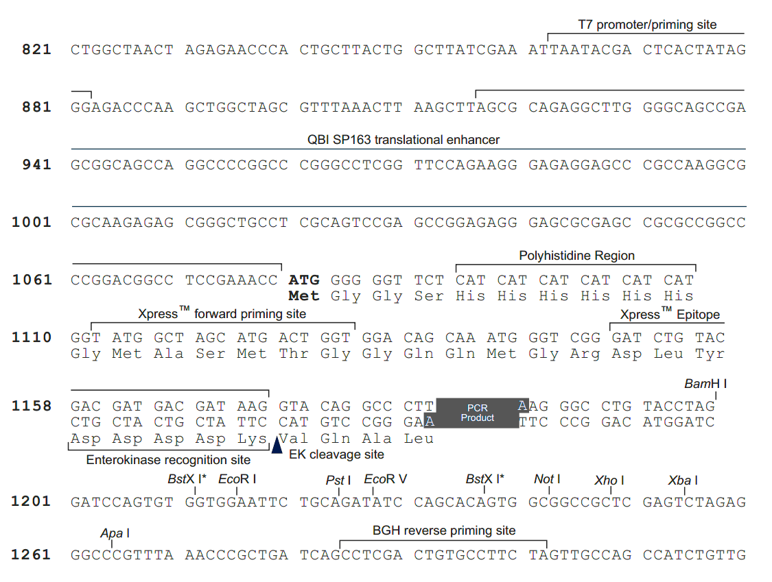 pcDNA4-HisMax-TOPO TOPO位点 点击看大图 pcDNA4-HisMax-TOPO TOPO位点